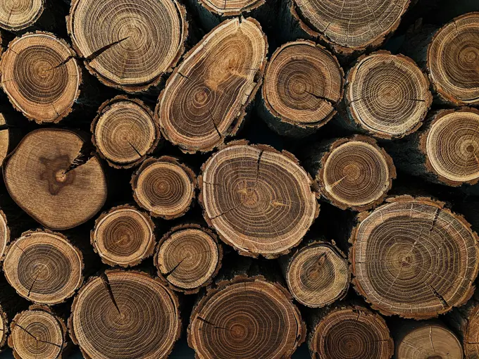 Secções transversais de troncos de madeira empilhados, vistas de cima, com os anéis de crescimento bem visíveis.