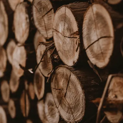 Pine or Spruce: which one to choose for your project?